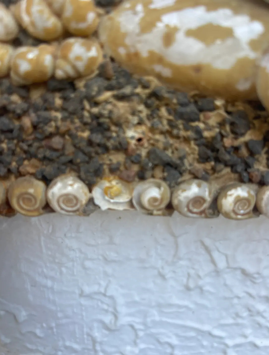 1960s Shellwork Frame